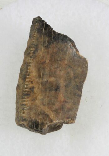 T-Rex Tooth Fragment - Montana #30513